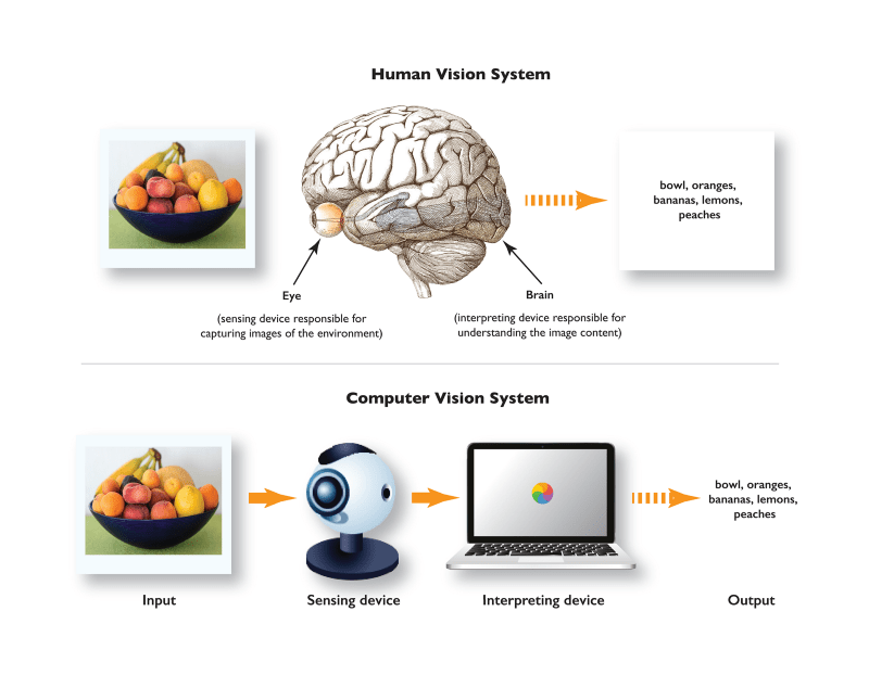 Human and computer vision systems process visual data in a similar way