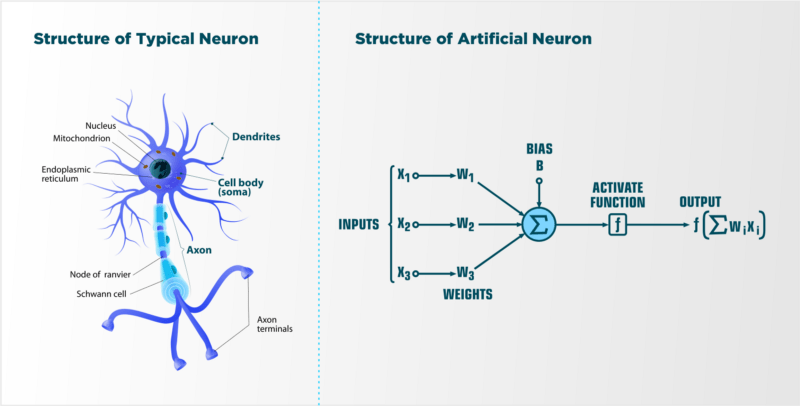 Comparing Human brain’s Neuron’ Vs. Artificial Neuron